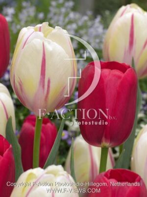 botanic stock photo Tulipa