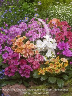 botanic stock photo Lewisia