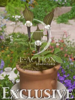 botanic stock photo Arisaema