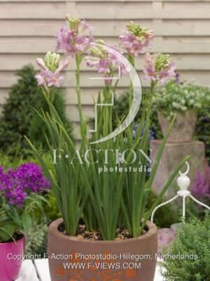 botanic stock photo Polianthes
