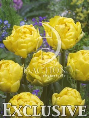 botanic stock photo Tulipa