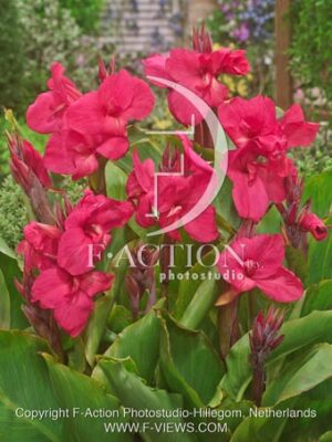 botanic stock photo Canna