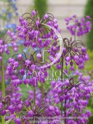 botanic stock photo Allium