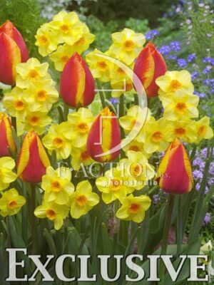 botanic stock photo Mixed