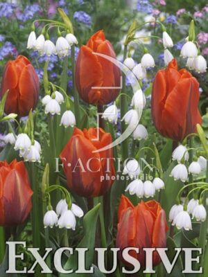 botanic stock photo Mixed