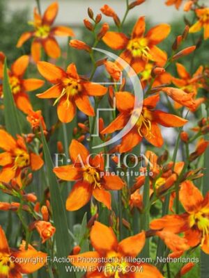 botanic stock photo Crocosmia