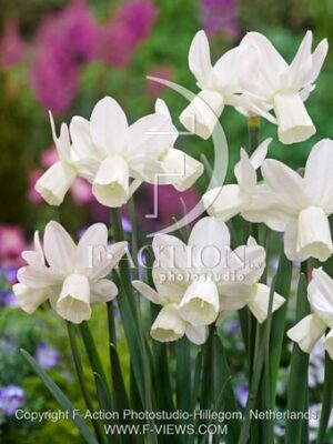 botanic stock photo Narcissus
