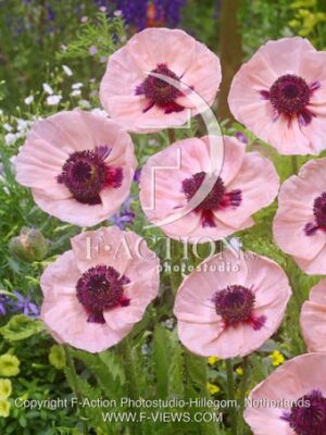 botanic stock photo Papaver