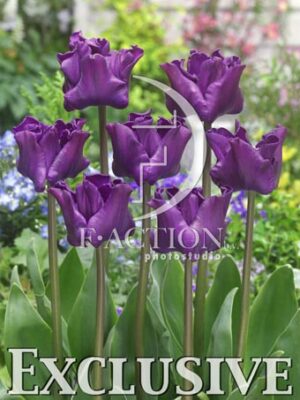 botanic stock photo Tulipa