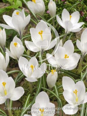 botanic stock photo Crocus