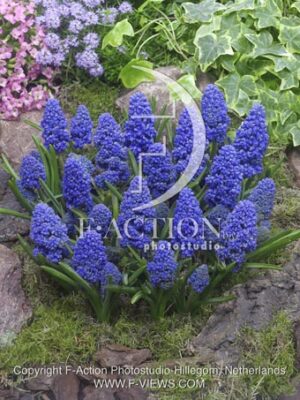 botanic stock photo Muscari
