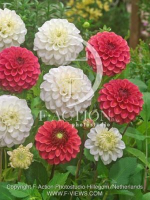 botanic stock photo Dahlia