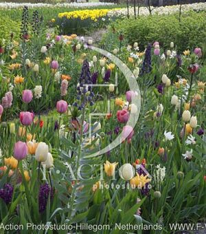 botanic stock photo Spring Garden