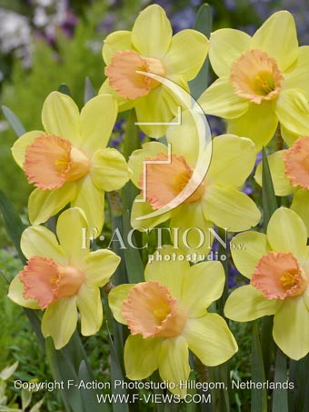 botanic stock photo Narcissus