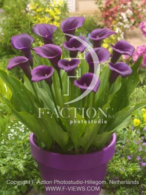 botanic stock photo Zantedeschia