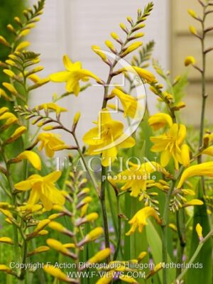 botanic stock photo Crocosmia