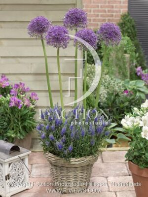 botanic stock photo Allium