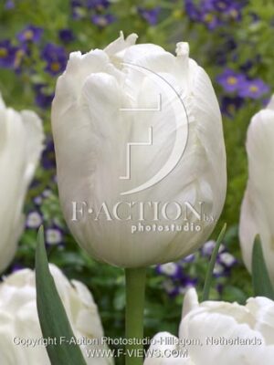 botanic stock photo Tulipa