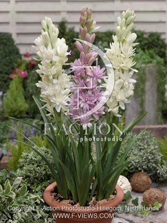 botanic stock photo Polianthes
