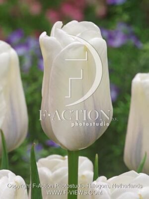 botanic stock photo Tulipa