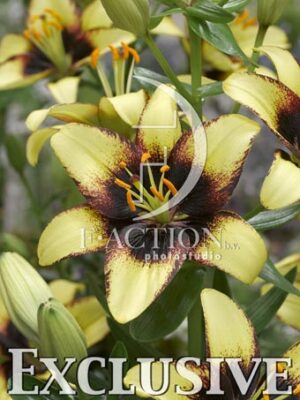 botanic stock photo Lilium