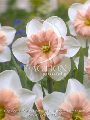 botanic stock photo Narcissus