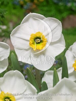 botanic stock photo Narcissus
