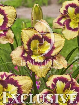 botanic stock photo Hemerocallis