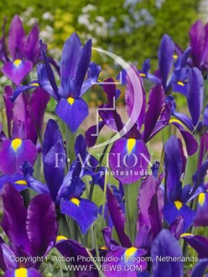 botanic stock photo Iris