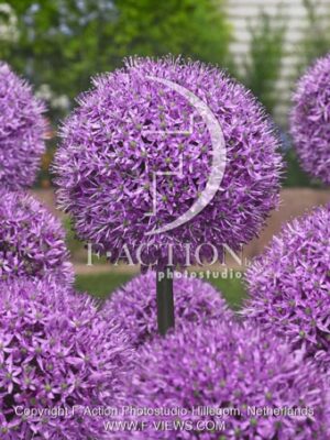 botanic stock photo Allium