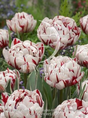 botanic stock photo Tulipa