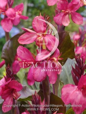 botanic stock photo Canna