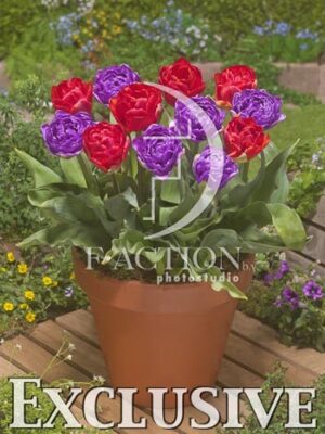 botanic stock photo Tulipa