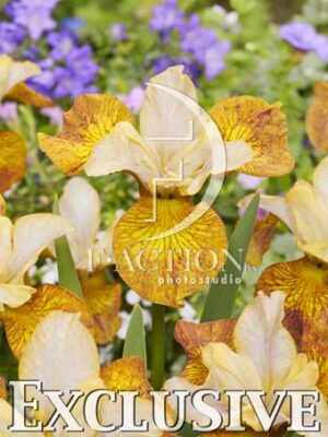 botanic stock photo Iris
