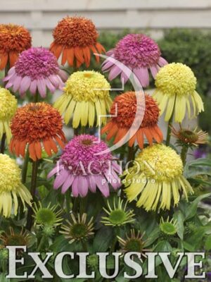 botanic stock photo Echinacea