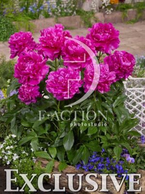 botanic stock photo Paeonia