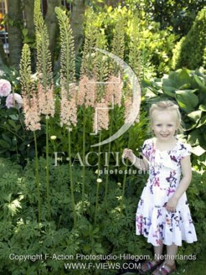 botanic stock photo Eremurus