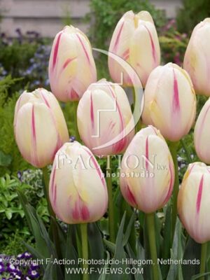 botanic stock photo Tulipa