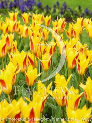 botanic stock photo Tulipa