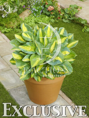 botanic stock photo Hosta