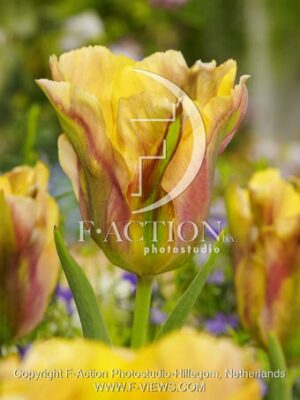 botanic stock photo Tulipa