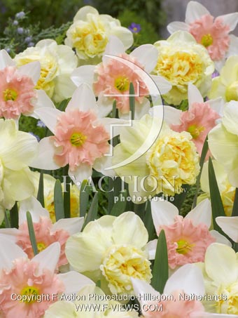botanic stock photo Narcissus