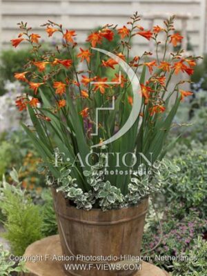 botanic stock photo Crocosmia