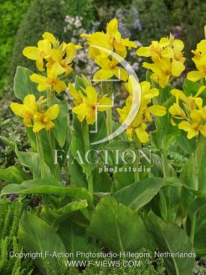 botanic stock photo Canna