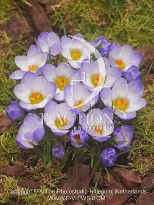 botanic stock photo Crocus