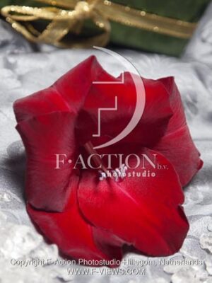 botanic stock photo Gladiolus