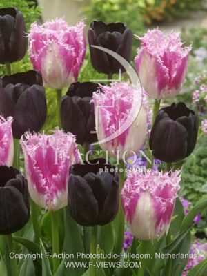 botanic stock photo Tulipa