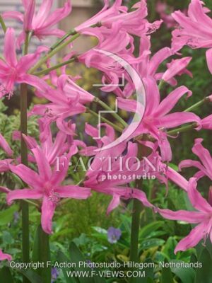 botanic stock photo Amarine