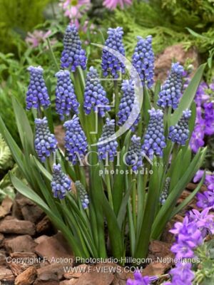 botanic stock photo Muscari
