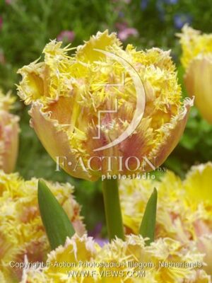 botanic stock photo Tulipa
